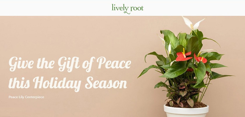 Lively Root